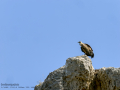 Buitre leonado - Gyps fulvus - Voltor comú