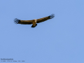 Buitre leonado - Gyps fulvus - Voltor comú