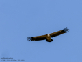 Buitre leonado - Gyps fulvus - Voltor comú