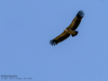 Buitre leonado - Gyps fulvus - Voltor comú