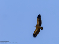 Buitre leonado - Gyps fulvus - Voltor comú
