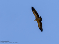 Buitre leonado - Gyps fulvus - Voltor comú