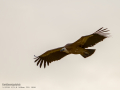 Buitre leonado - Gyps fulvus - Voltor comú