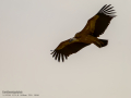 Buitre leonado - Gyps fulvus - Voltor comú