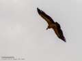 Buitre leonado - Gyps fulvus - Voltor comú
