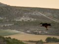 Buitre leonado - Gyps fulvus - Voltor comú