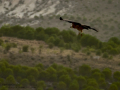 Buitre leonado - Gyps fulvus - Voltor comú