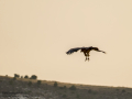 Buitre leonado - Gyps fulvus - Voltor comú