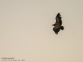 Buitre leonado - Gyps fulvus - Voltor comú
