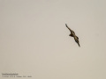 Buitre leonado - Gyps fulvus - Voltor comú
