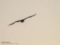 Buitre leonado - Gyps fulvus - Voltor comú