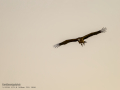 Buitre leonado - Gyps fulvus - Voltor comú