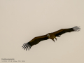 Buitre leonado - Gyps fulvus - Voltor comú