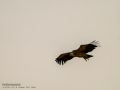 Buitre leonado - Gyps fulvus - Voltor comú