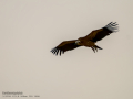 Buitre leonado - Gyps fulvus - Voltor comú