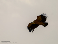 Buitre leonado - Gyps fulvus - Voltor comú