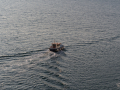 Ancona