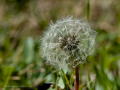 Can Sant Joan