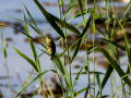 Carricero común - Acrocephalus scirpaceus - Boscarla de canyar