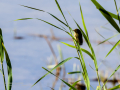 Carricero común - Acrocephalus scirpaceus - Boscarla de canyar