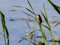 Carricero común - Acrocephalus scirpaceus - Boscarla de canyar