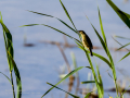 Carricero común - Acrocephalus scirpaceus - Boscarla de canyar