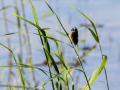 Carricero común - Acrocephalus scirpaceus - Boscarla de canyar