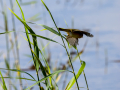 Carricero común - Acrocephalus scirpaceus - Boscarla de canyar