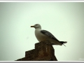 20131130_Castell de Montjuic-19.jpg