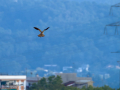 Cernícalo vulgar - Falco tinnunculus - Xoriguer comú Cernícalo vulgar - Falco tinnunculus - Xoriguer comú