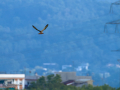 Cernícalo vulgar - Falco tinnunculus - Xoriguer comú Cernícalo vulgar - Falco tinnunculus - Xoriguer comú