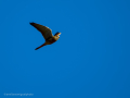 Cernícalo vulgar - Falco tinnunculus - Xoriguer comú