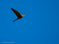 Cernícalo vulgar - Falco tinnunculus - Xoriguer comú