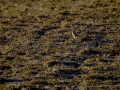EB110661