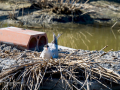 Charrán común - Sterna hirundo - Xatrac comú