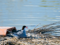 Charrán común - Sterna hirundo - Xatrac comú