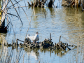 Charrán común - Sterna hirundo - Xatrac comú
