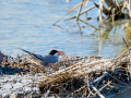 Charrán común - Sterna hirundo - Xatrac comú