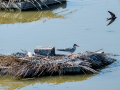 Charrán común - Sterna hirundo - Xatrac comú