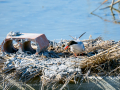 Charrán común - Sterna hirundo - Xatrac comú