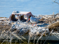 Charrán común - Sterna hirundo - Xatrac comú