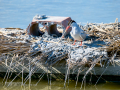 Charrán común - Sterna hirundo - Xatrac comú