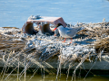 Charrán común - Sterna hirundo - Xatrac comú