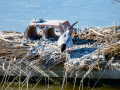 Charrán común - Sterna hirundo - Xatrac comú