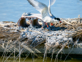Charrán común - Sterna hirundo - Xatrac comú