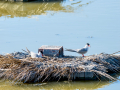 Charrán común - Sterna hirundo - Xatrac comú
