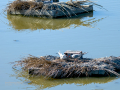 Charrán común - Sterna hirundo - Xatrac comú