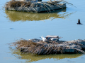 Charrán común - Sterna hirundo - Xatrac comú