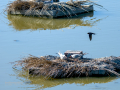 Charrán común - Sterna hirundo - Xatrac comú