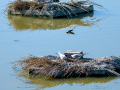 Charrán común - Sterna hirundo - Xatrac comú